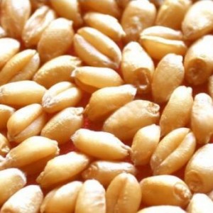 養(yǎng)殖求購：玉米、高粱、小麥、大豆