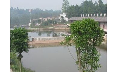 廣州魚苗增殖培訓服務(wù)，日億魚苗場