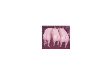 強達豬場發(fā)布招商信息
