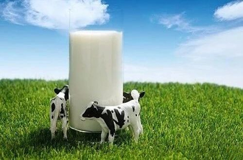 牛初乳是什么？有什么作用？中國十大牛初乳品牌排行榜一覽