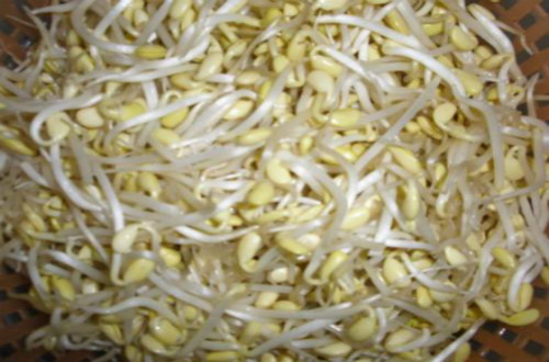 如何自己在家發(fā)黃豆芽？需要哪些步驟？