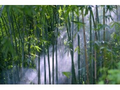 中國(guó)民族品牌
