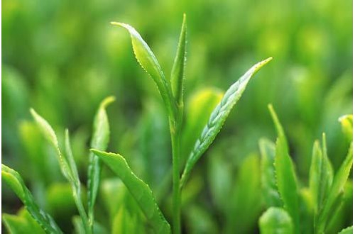 世界頂級(jí)名茶品牌有哪些，世界十大茶葉品牌排名