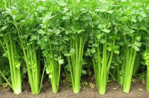 冬季養(yǎng)生小知識(shí) 冬季十大養(yǎng)生蔬菜排行