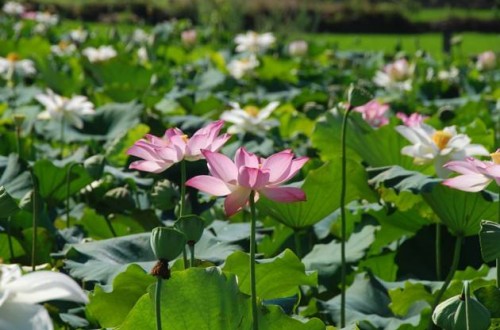 蓮子的營(yíng)養(yǎng)價(jià)值 蓮子什么牌子好吃
