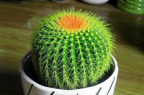 辦公室綠色植物哪種好 十大防輻射植物排行榜