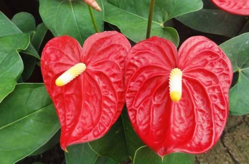 紅掌怎么養(yǎng)護(hù) 紅掌葉子發(fā)黃怎么辦
