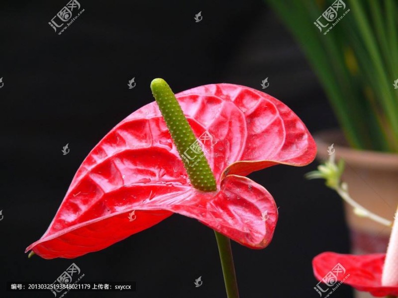 什么是火鶴花 火鶴花怎么養(yǎng)葉子綠開(kāi)花多