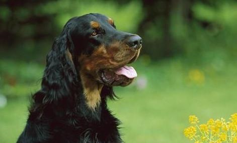 戈登雪達犬為何經(jīng)?！案闫茐摹?？戈登雪達犬為何經(jīng)?！案闫茐摹保? width=