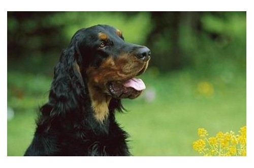 戈登雪達犬為何經?！案闫茐摹保?/></a>
<ul><li><a href=