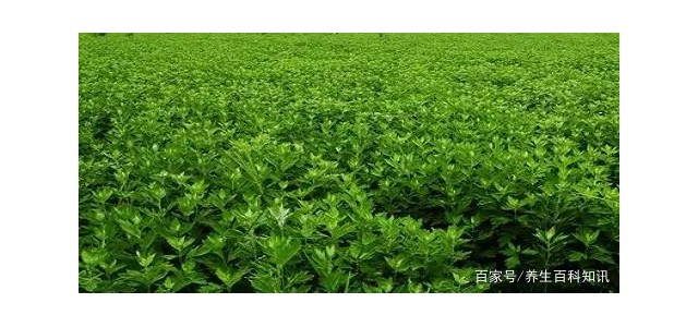 華西攀威弘揚(yáng)中醫(yī)藥文化，保護(hù)國(guó)民健康
